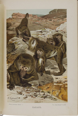 Полный комплект книг серии «Вся природа»: